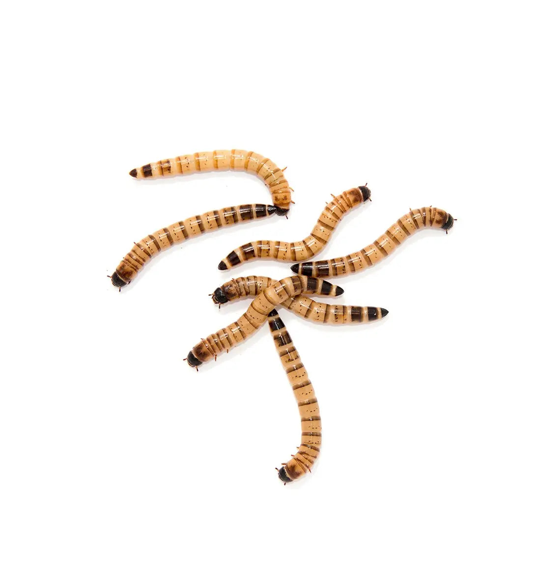 Live Super Mealworms